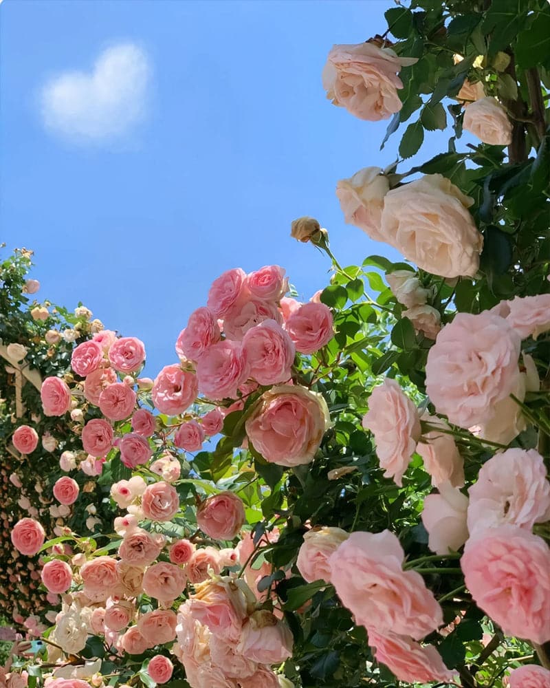 Various color rose in sunny day