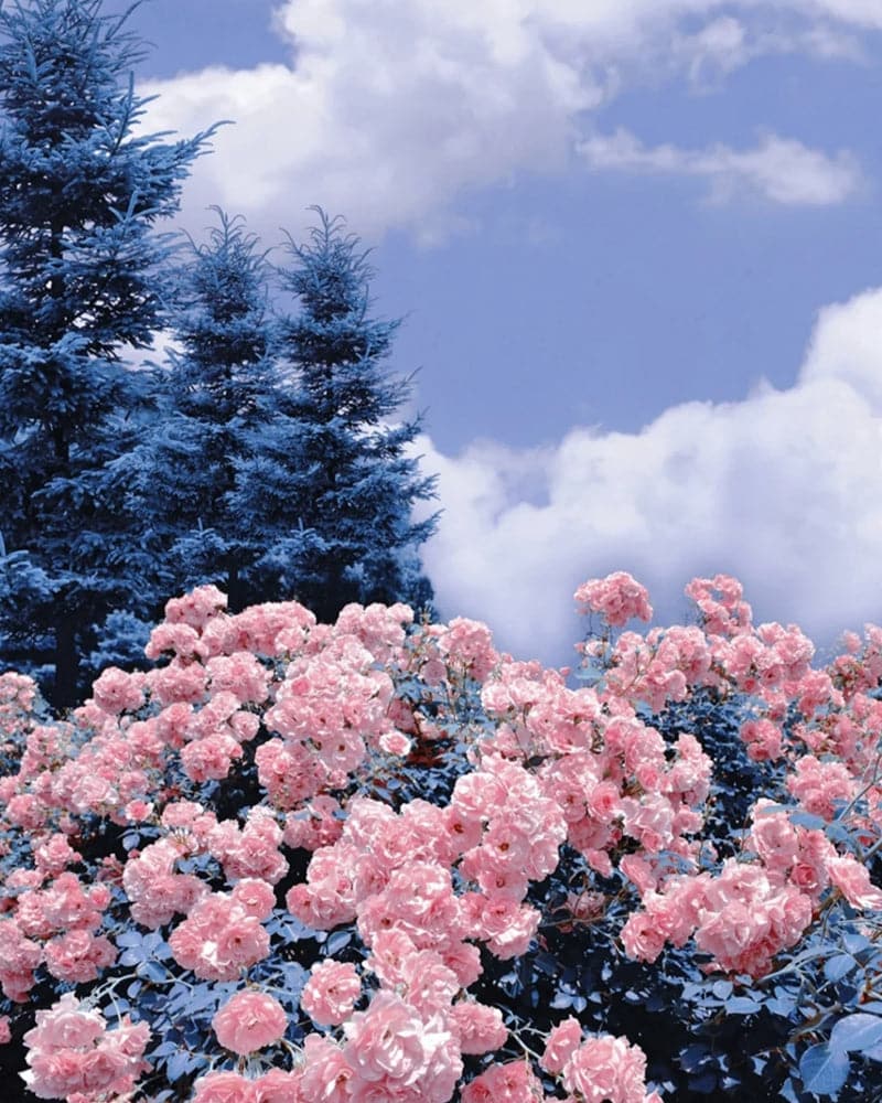 Pink carnation with pine trees